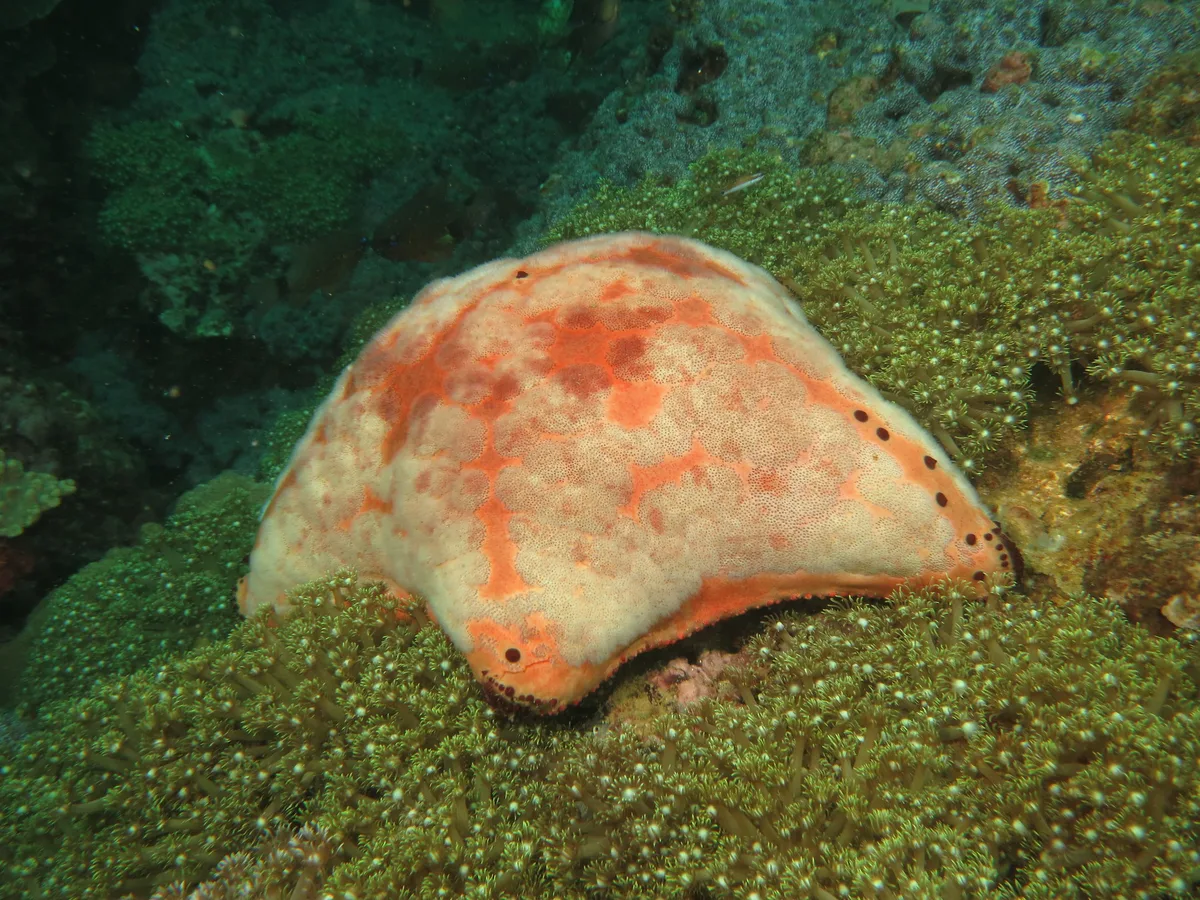 Cushion Star
