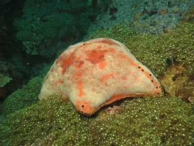 Cushion Star