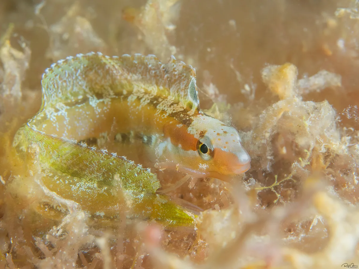 Arabian Fangblenny