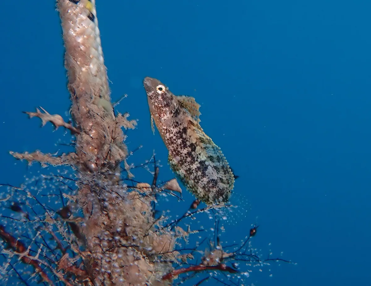 Petroscirtes ancylodon - Kemer, TR-AL, TR