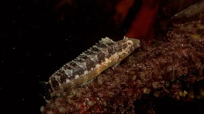 Petroscirtes ancylodon - Biodiversity Channel, Watamu, Kenya