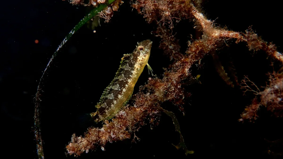 Petroscirtes ancylodon - Biodiversity Channel, Watamu, Kenya
