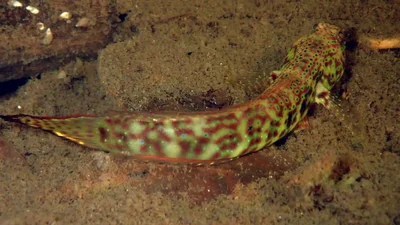 Cryptocentroides arabicus - Prawn Lake