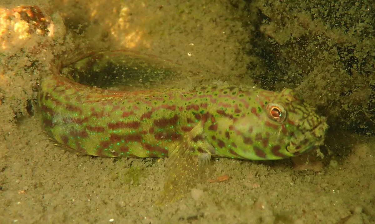 Cryptocentroides arabicus - Prawn Lake