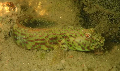 Cryptocentroides arabicus - Prawn Lake