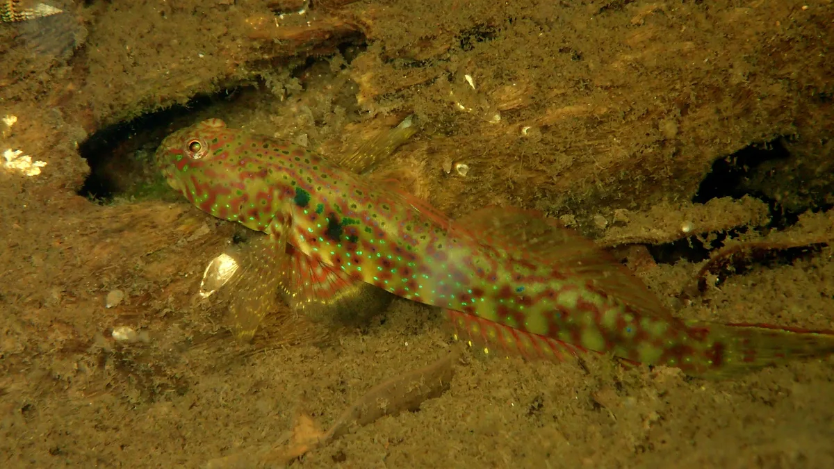 Cryptocentroides arabicus - Prawn Lake