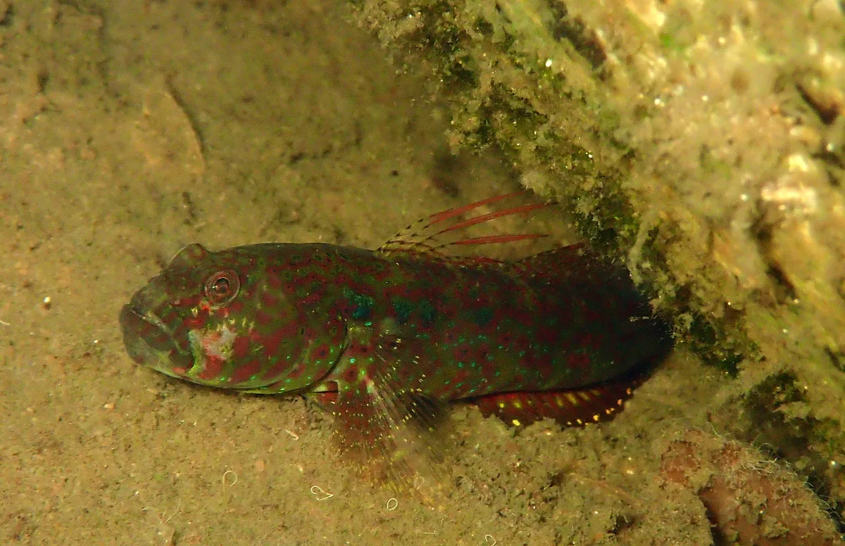 Cryptocentroides arabicus - Prawn Lake