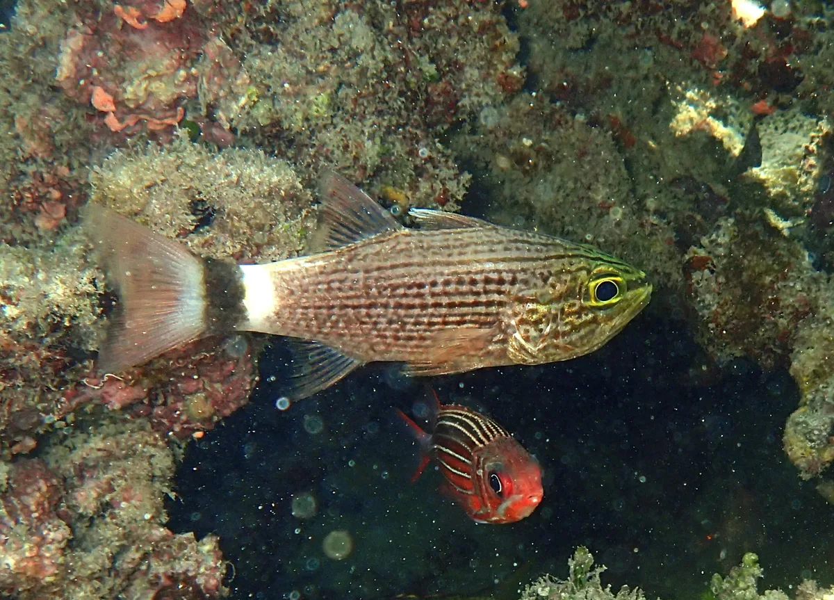 Cheilodipterus arabicus - Watamu, Kenya