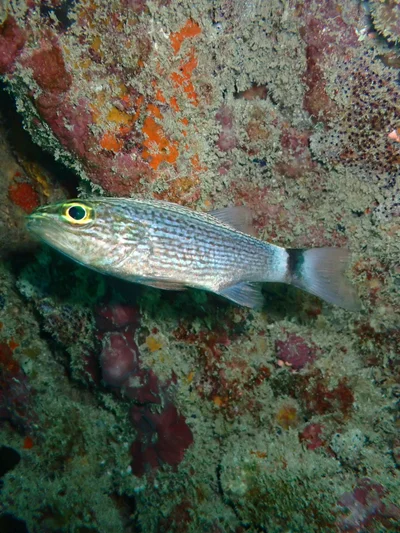 Cheilodipterus arabicus - Watamu Beach, Kenya