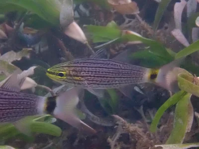 Cheilodipterus arabicus - Shimoni, Kenya