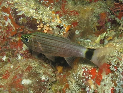 Cheilodipterus arabicus - Soudan