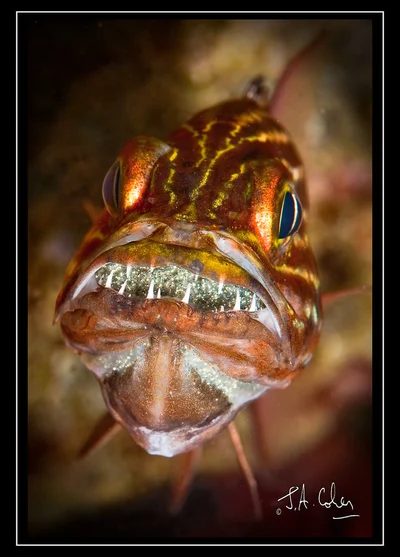Tiger Cardinalfish with eggs