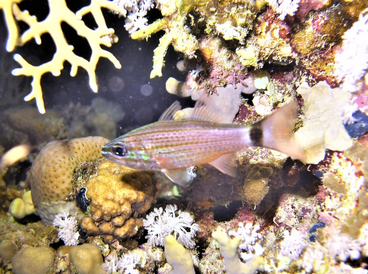 Cheilodipterus arabicus