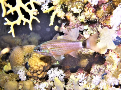 Cheilodipterus arabicus