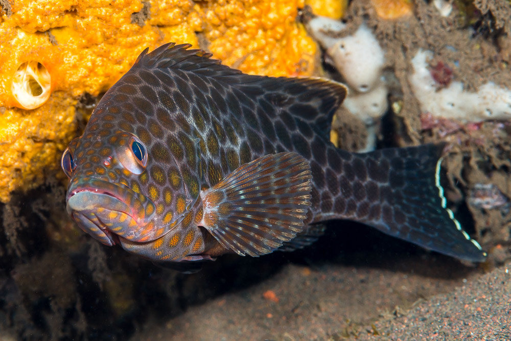 Areolate Grouper, subadult - Epinephelus areolatus