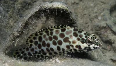 Epinephelus areolatus
