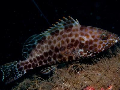 Epinephelus areolatus