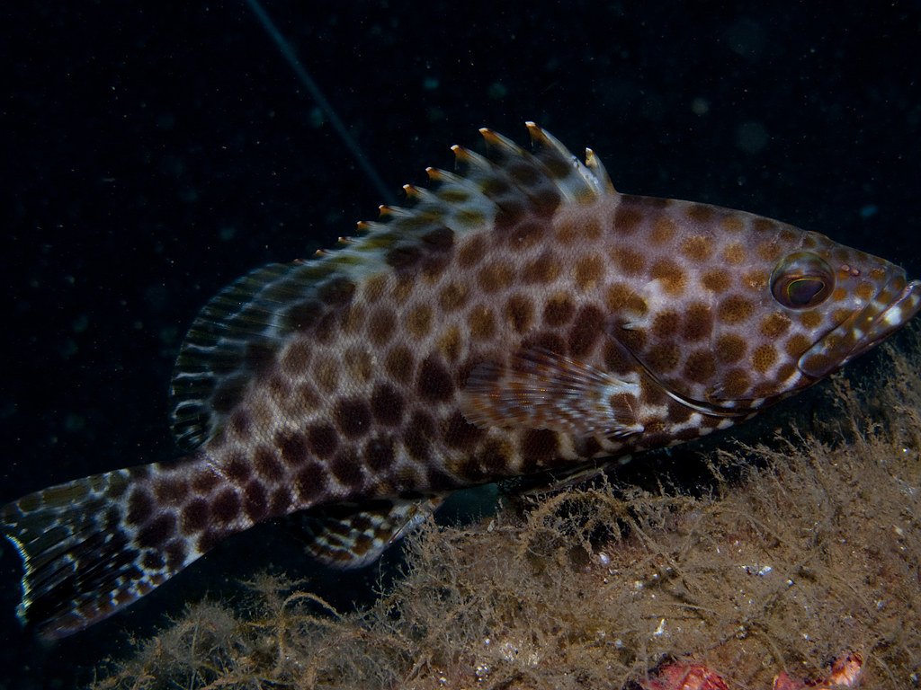 Epinephelus areolatus