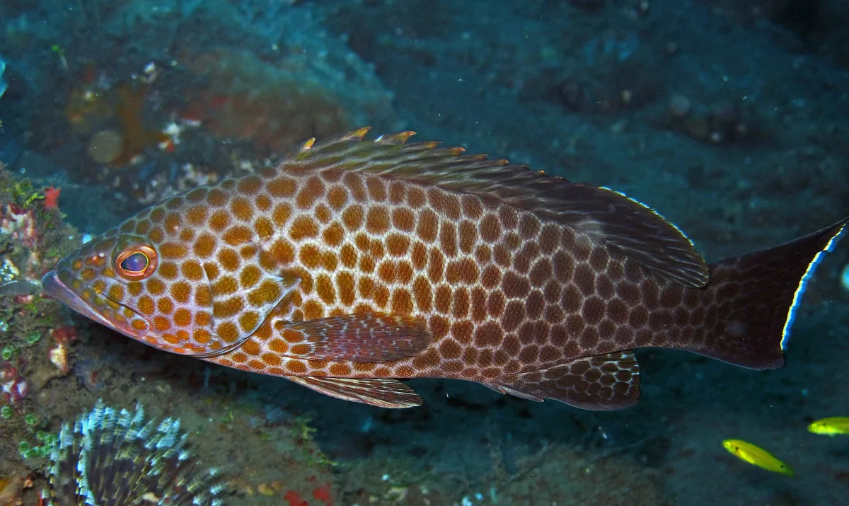Areolate grouper - Epinephelus areolatus