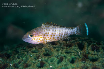 Areolate grouper (Epinephelus areolatus)