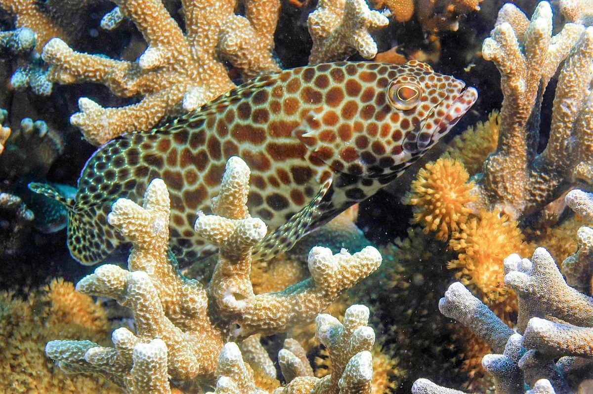 Groupers Areolate Grouper Epinephelus areolatus Dauin Philippines may 2016