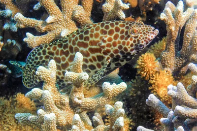 Groupers Areolate Grouper Epinephelus areolatus Dauin Philippines may 2016