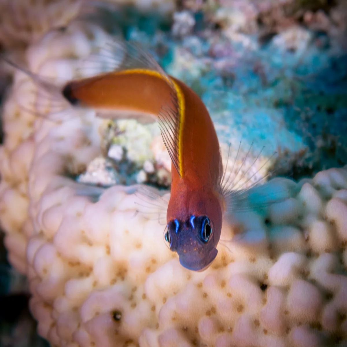 Aron’s Blenny