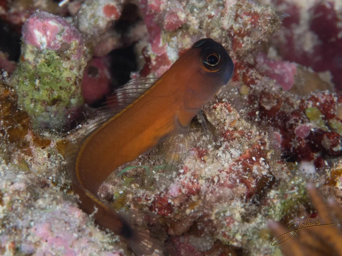 Aron’s Blenny