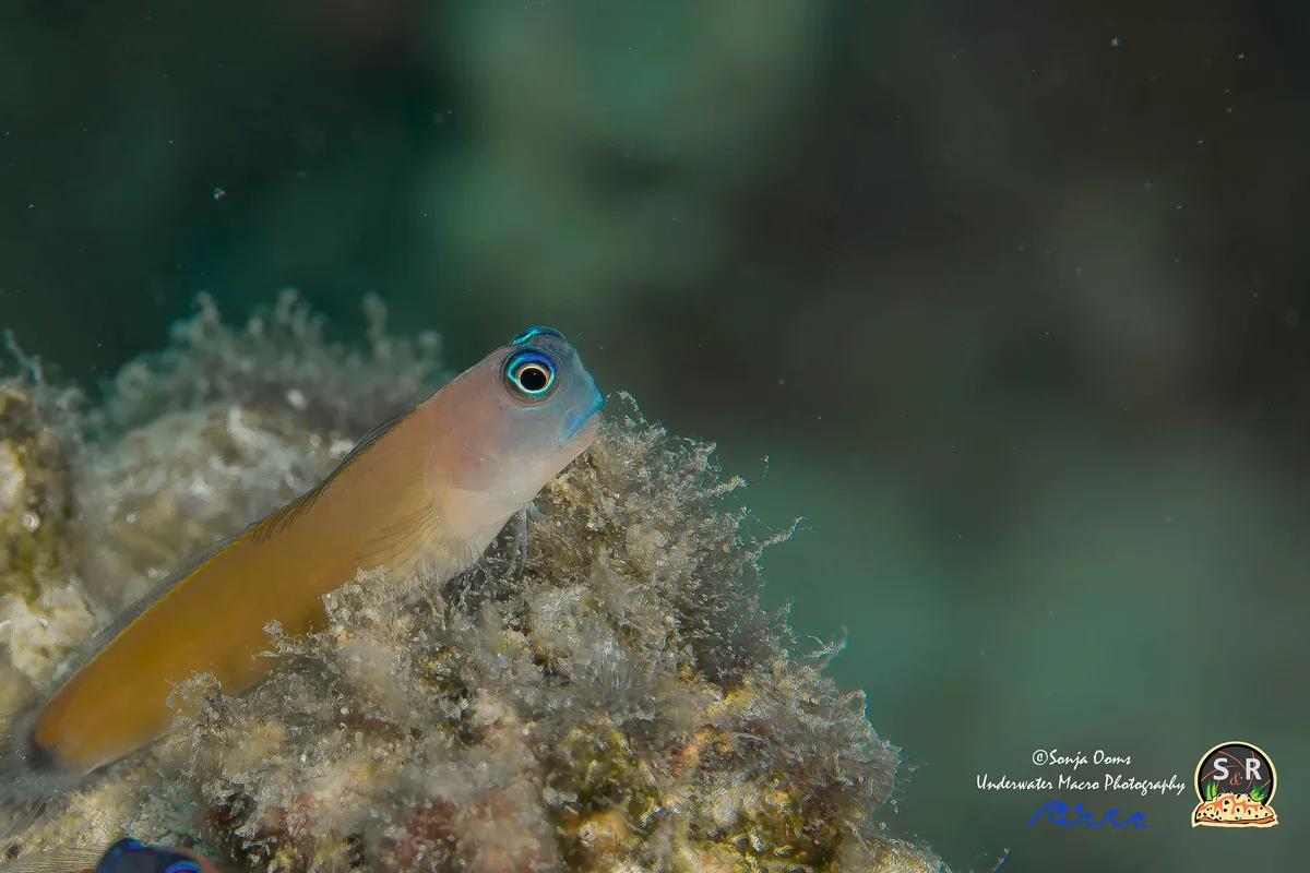 ARON'S BLENNY (20mm)