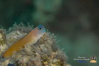 ARON'S BLENNY (20mm)