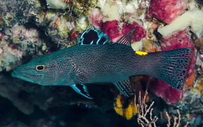 Arrowhead Soapfish - Belonoperca chabanaudi