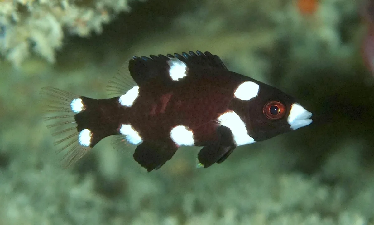 Axilspot Hogfish - Jevenile