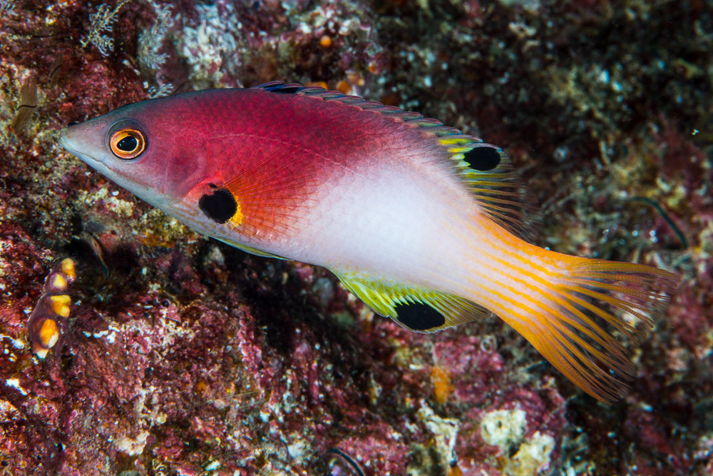 Axilspot hogfish, terminal phase - Bodianus axillaris