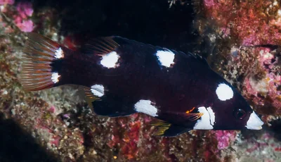 Axilspot Hogfish, juvenile - Bodianus axillaris