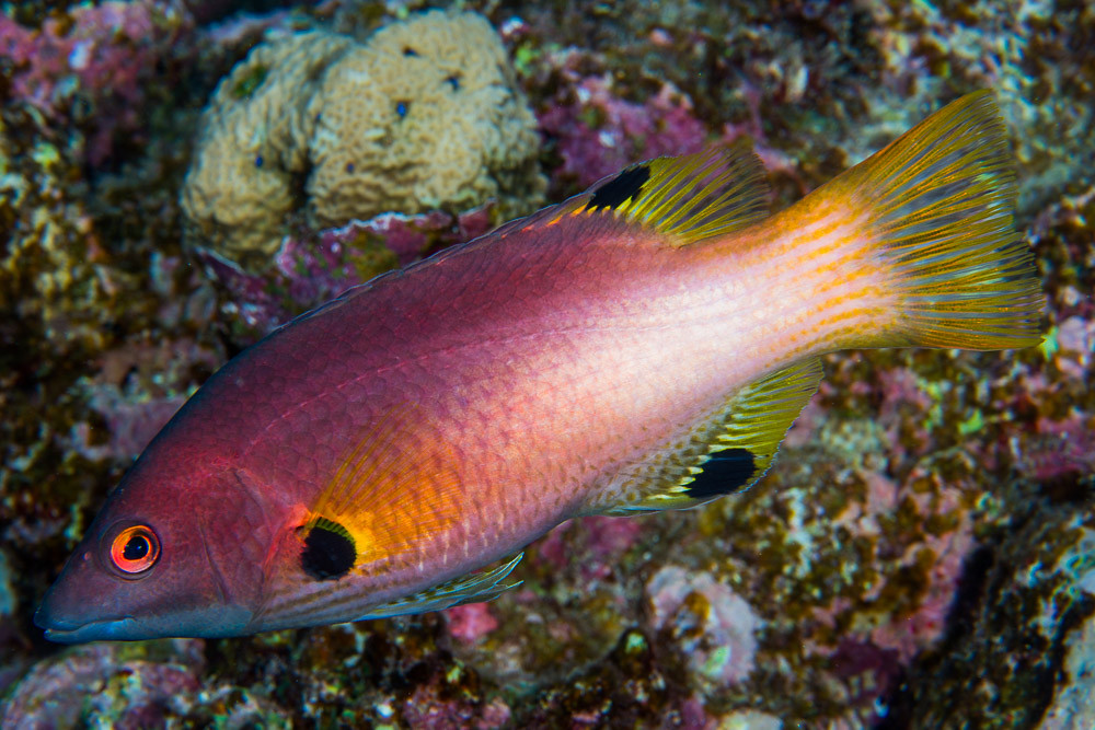 Axilspot hogfish, terminal phase - Bodianus axillaris