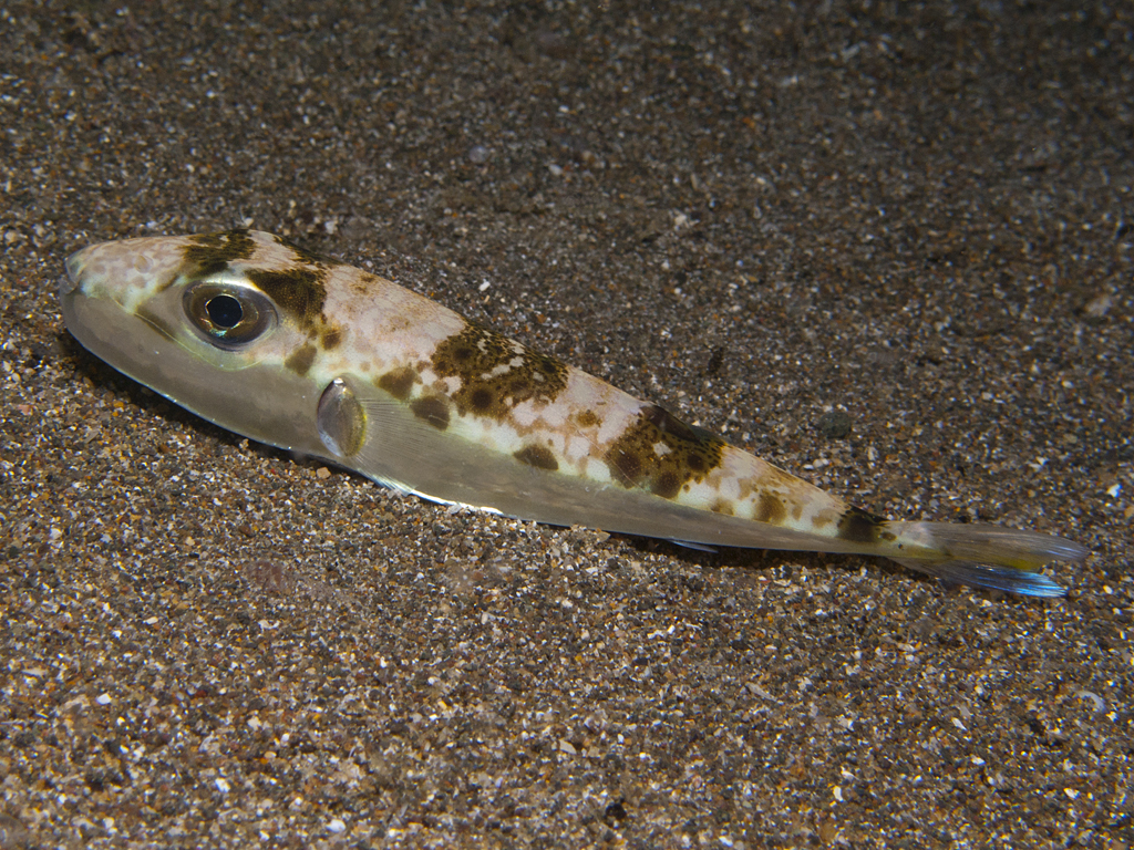 Lagocephalus sceleratus