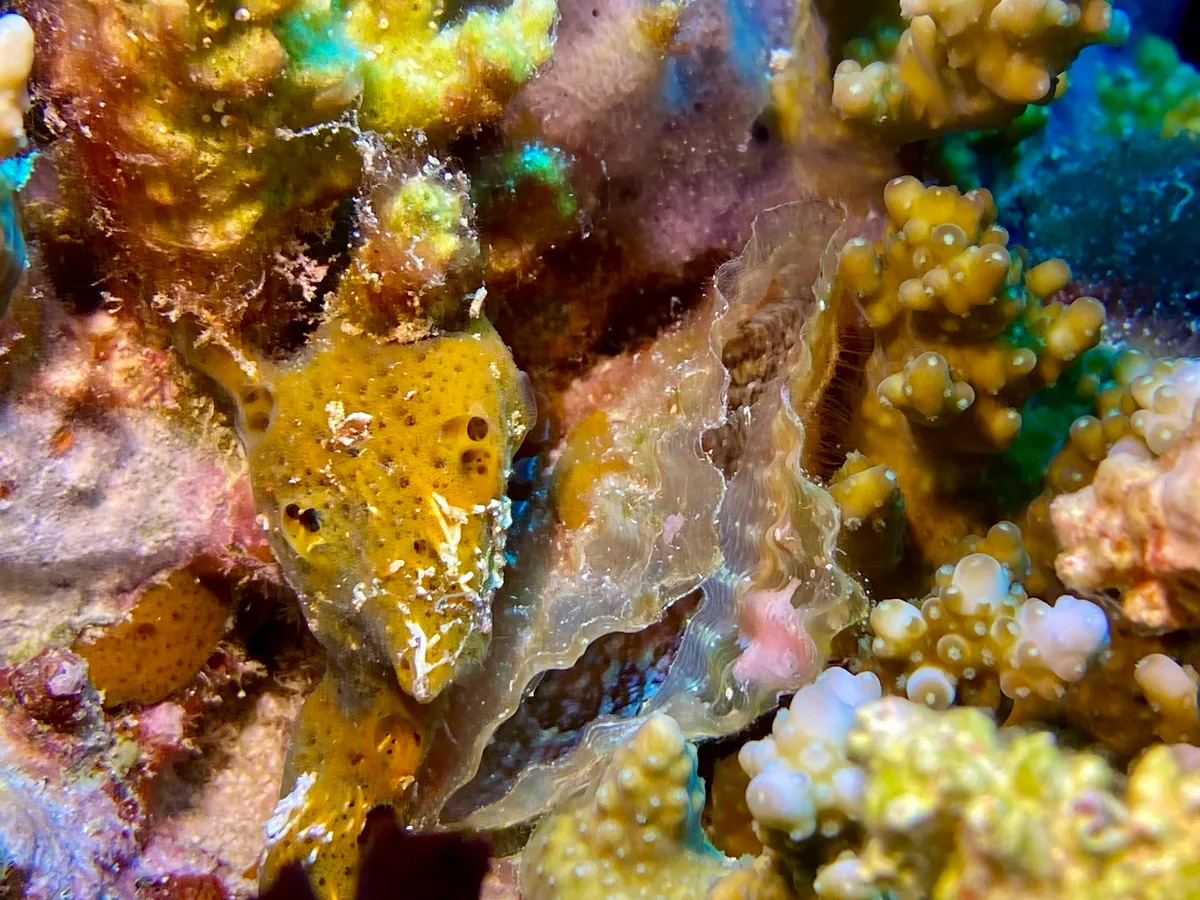Pinna saccata - Embudu, Maldives