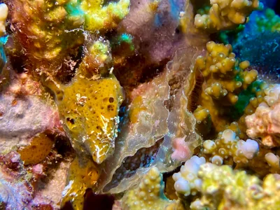 Pinna saccata - Embudu, Maldives