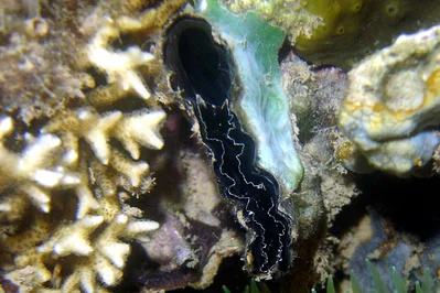 Pinna saccata - Dzaoudzi, YT