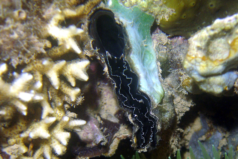 Pinna saccata - Dzaoudzi, YT