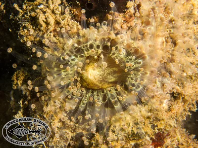 Ball-tipped Corallimorph