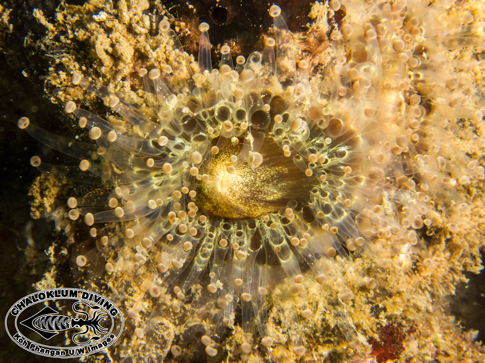 Ball-tipped Corallimorph