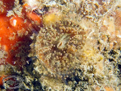 Ball-tipped Corallimorph