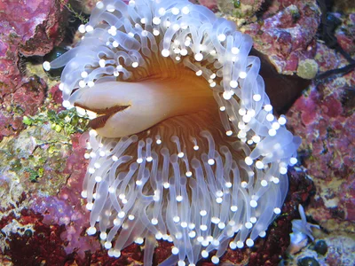 Ball Anemone