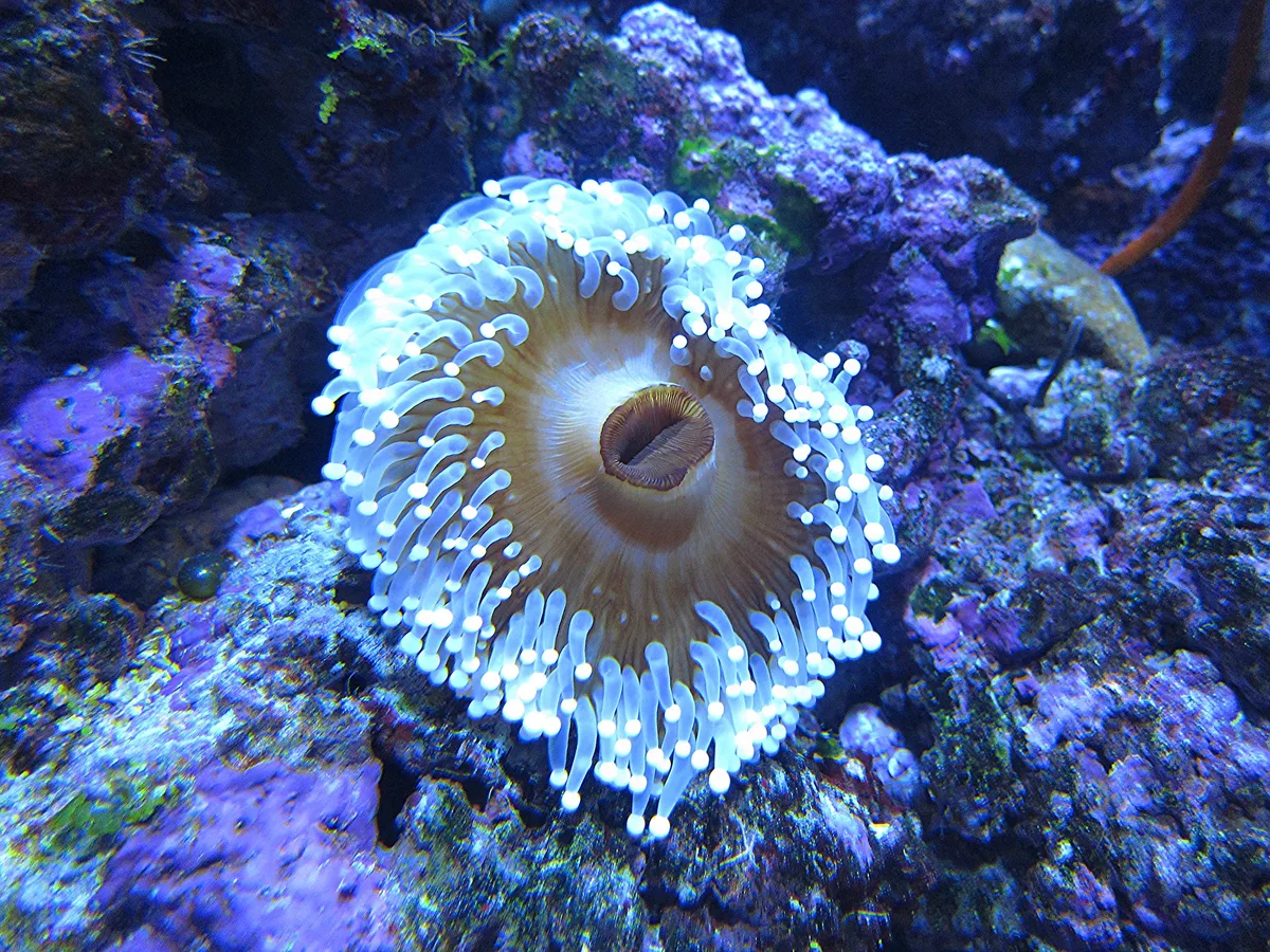 Ball Anemone