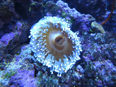 Ball Anemone