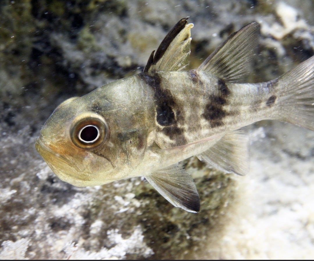 Apogonichthyoides taeniatus - Al Khor, Al Khor, QA