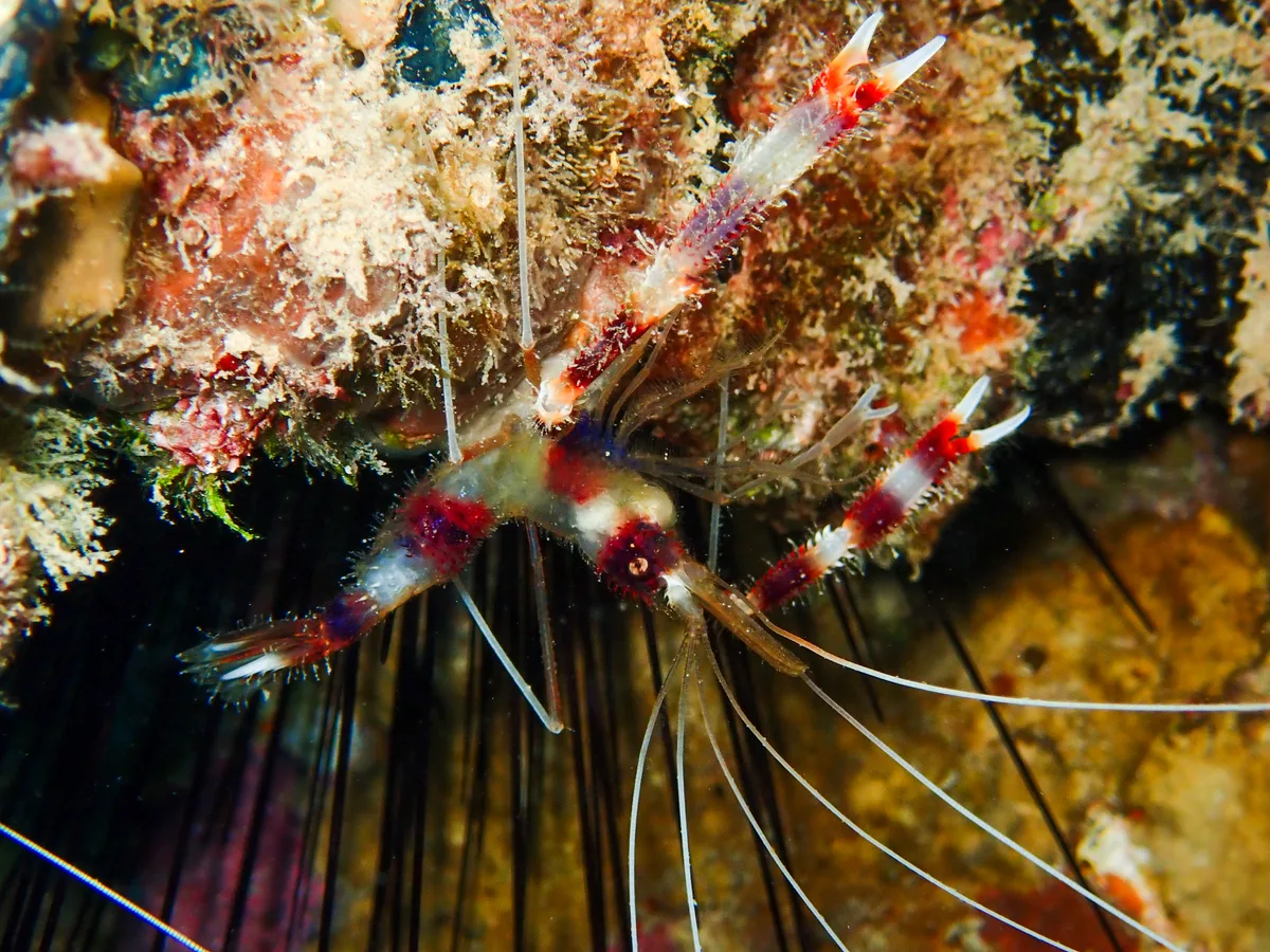 Banded Cleaner Shrimp