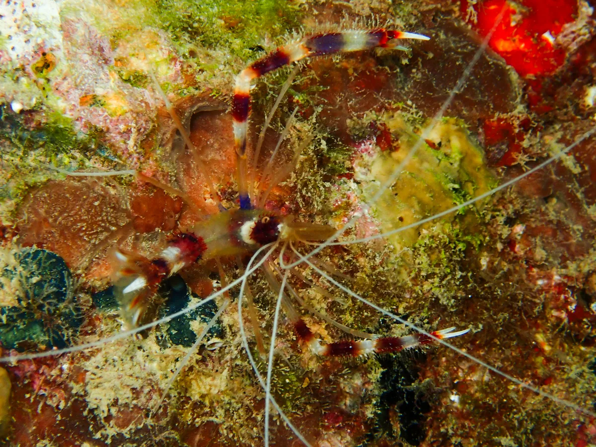 Banded Cleaner Shrimp
