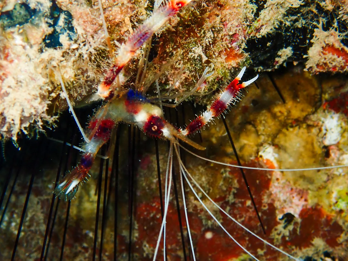 Banded Cleaner Shrimp